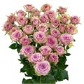 Роза куст-Rosa sp-Mowtown-60cm-Si 5258695b-c05d-11ee-0a80-16ef0000455c