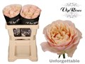 Роза-Rosa-Gr Unforgettable-50cm 525e0a29-bfa5-11ec-0a80-0b4c0007d090