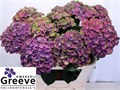 Гортензия-Hydrangea-M Mag Charl Bl-80cm 526a5c81-2141-11f0-0a80-0949000312e6