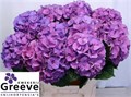 Гортензия-Hydrangea-M Sibilla Pa-80cm 5270236b-2141-11f0-0a80-0949000312e9