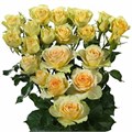 Роза куст-Rosa tr-Bandolero-50cm 527bdf51-bfa5-11ec-0a80-0b4c0007d0ad
