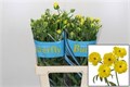 Ранункулус-Ranunculus-Butterfl Phytalo-60cm-55gr 527e47b7-2141-11f0-0a80-0949000312ec