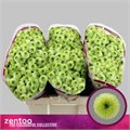 Хризантема сант-Chrysant sant-Aaa Bumper-55cm-120gr 529f6259-2141-11f0-0a80-0949000312f2