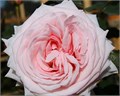 Садовая Роза-Garden Rosa-Pink OHara-50cm-Af 099ad254-bfa7-11ec-0a80-0b4c00093c05