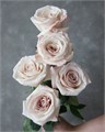 Роза-Rosa-Aly-50cm--CN 52ad17dc-c6b1-11ee-0a80-037000015af2