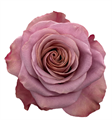 Роза-Rosa-Purple Moon-50cm-JR 52b93cf6-5fd9-11ef-0a80-11c8001887b0