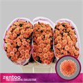 Хризантема сант-Chrysant sant-Miller Smokey-55cm-100gr 52bf6753-2141-11f0-0a80-0949000312fe
