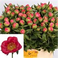 Пион-Paeonia-Flame-50cm 52cdb684-2141-11f0-0a80-094900031304