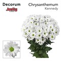 Хризантема куст-Chrysant Tr-T Kennedy-70cm-85gr 52df7630-2141-11f0-0a80-094900031307