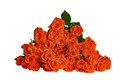 Роза куст-Rosa sp-Fellini-70cm-Si 099c418b-c1fb-11ee-0a80-0cc6000d13fe