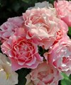 Роза куст-Rosa sp-Daphne-80cm-RS 52e24b15-d72f-11ef-0a80-024e00318df6
