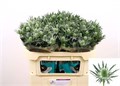 Эрингиум-Eryngium-Sirius Qstar-70cm 52f8a6ce-bfa6-11ec-0a80-0b4c0008b5a6