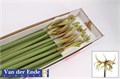 Амариллис St-Hippeastrum St-Sp Tarantula-80cm 52f96c15-d2c5-11f0-0a80-1795000c4ed2