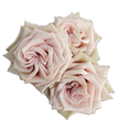 Роза куст-Rosa sp-Mocca-70cm-CN 52ff7a7c-db85-11ee-0a80-17180007adcb
