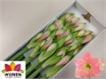Амариллис St-Hippeastrum St-Di Paris-80cm 53057682-d2c5-11f0-0a80-1795000c4ed5