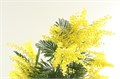 Мимоза-Mimosa-Mirandol Extra-60cm-200gr 099d5848-99a8-11ed-0a80-0071003ad7ab