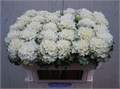 Брассика-Brassica-Crane Ru White-65cm 530e8cfb-d2c5-11f0-0a80-1795000c4ed8