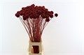Скабиоза-Scabiosa-Gl Red-80cm 533b3729-d2c5-11f0-0a80-1795000c4edb