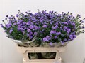 Астра-Aster-Astee Parade-70cm-25gr 53468f2c-7d0a-11f0-0a80-17380015bd8b