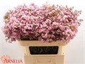 Ваксфлауэр-Chamelacium-Lorraine-60cm-35gr 534cb0d2-7d0a-11f0-0a80-17380015bd8e