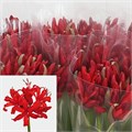 Нерине-Nerine-Sa Lydia--45cm 09a26309-a13e-11f0-0a80-09940030f46e