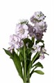 Маттиола куст-Matthiola sp-Pink-60cm--AO 534dfeb4-9f39-11ef-0a80-176d0022457c