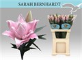 Лилия-Lilium-Or Du Sara Bernha-80cm 53606224-d2c5-11f0-0a80-1795000c4ee1
