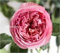 Роза-Rosa-Pink X-Pression-50cm--PE 536a0d66-bfa9-11ec-0a80-0b4c000b8739