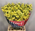Лимониум-Limonium-S Can Sun Birds-70cm-36gr 536a8816-7d0a-11f0-0a80-17380015bd97