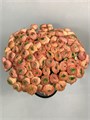 Ранункулус-Ranunculus-Cloni Apricot 767-CE 09a32bf7-c565-11f0-0a80-185f001005e7