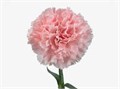 Гвоздика SE-Dianthus SE-Jodie-FC 5393d853-7de7-11f0-0a80-13df004a5eeb