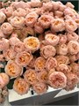 Роза куст-Rosa sp-Georgia Peach Spray-53cm-Ti 53c55d8a-477f-11ee-0a80-035a001793d1