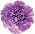 Гвоздика FC-Carnation FC-Moonlite-Fe 53d318cd-f285-11ef-0a80-15ac0022a424