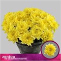 Хризантема куст-Chrysant Tr-Altaj Yellow-70cm-105gr 53d9b868-7d0a-11f0-0a80-17380015bdae