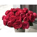 Садовая Роза-Garden Rosa-Piano-50cm-Af 09a4fa81-bfa7-11ec-0a80-0b4c00093c0e