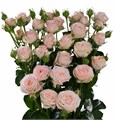 Роза куст-Rosa tr-Bombastic-60cm 54039ec9-bfa5-11ec-0a80-0b4c0007d228