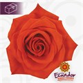Роза-Rosa-Santana-50cm-IS 542366e9-bfa9-11ec-0a80-0b4c000b88ab