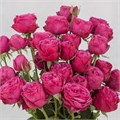 Роза куст-Rosa sp-Fuchsia Lace-70cm-RS 54316c9c-a617-11ed-0a80-053d00a5185d