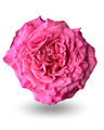 Роза-Rosa-Passion in Pink-50cm-CN 54380a7e-ec5c-11ee-0a80-09b700007078