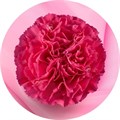 Гвоздика SE-Dianthus SE-Bach-GA 543a66e4-7de7-11f0-0a80-13df004a5f06