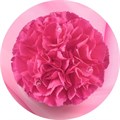 Гвоздика SE-Dianthus SE-Mozart-GA 543e4cfb-7de7-11f0-0a80-13df004a5f09