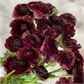 Ранункулус-Ranunculus-Cloni Black-CE 09a5ffdf-c565-11f0-0a80-185f001005ea