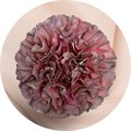 Гвоздика SE-Dianthus SE-Opium Thrill Copper-GA 5440f308-7de7-11f0-0a80-13df004a5f0d