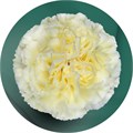 Гвоздика SE-Dianthus SE-Wedding-GA 54468a8b-7de7-11f0-0a80-13df004a5f10