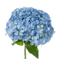 Гортензия-Hydrangea-Blue Jumbo-FE 544b16c9-7de7-11f0-0a80-13df004a5f13