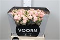 Роза куст-Rosa tr-Aerobic-50cm 544c70d7-bfa5-11ec-0a80-0b4c0007d278