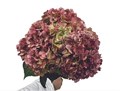 Гортензия-Hydrangea-Malbec Jumbo-FE 54555f5d-7de7-11f0-0a80-13df004a5f17