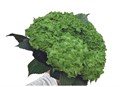 Гортензия-Hydrangea-Matcha Select-FE 545a8d00-7de7-11f0-0a80-13df004a5f1a