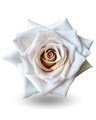 Роза-Rosa-Lilit-50cm-CN 546170a7-75b2-11ef-0a80-1913002d6600