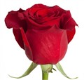 Роза-Rosa-Scarlatta-50cm-JR 5470a307-bfa9-11ec-0a80-0b4c000b8987